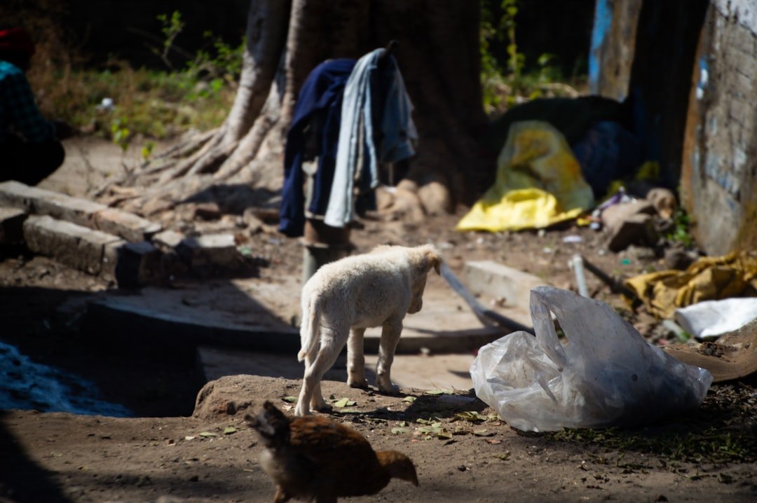 a-white-dog-stands-in-a-cluttered-outdoor-area-fvm3s9xcuvq
