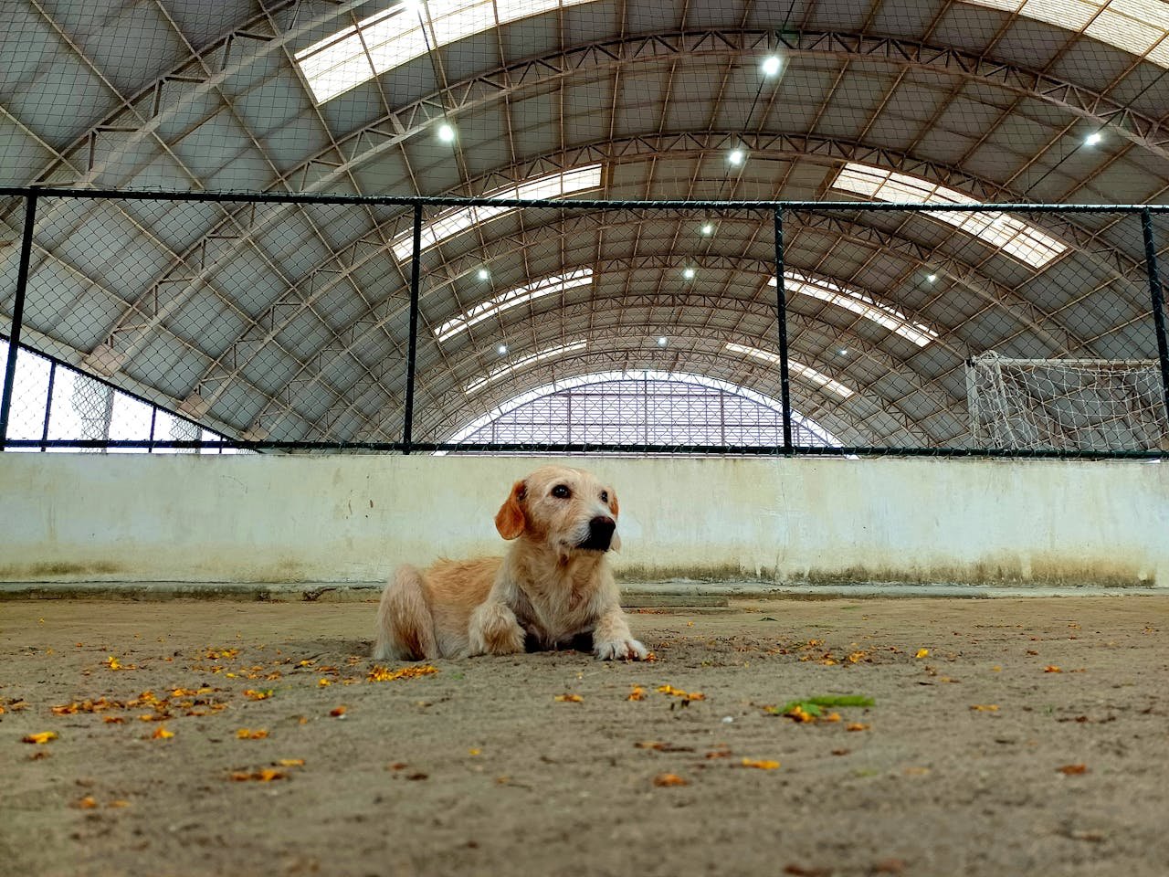 hero-homepage A relaxed dog lying down inside a large indoor sports facility with a high arched ceiling.