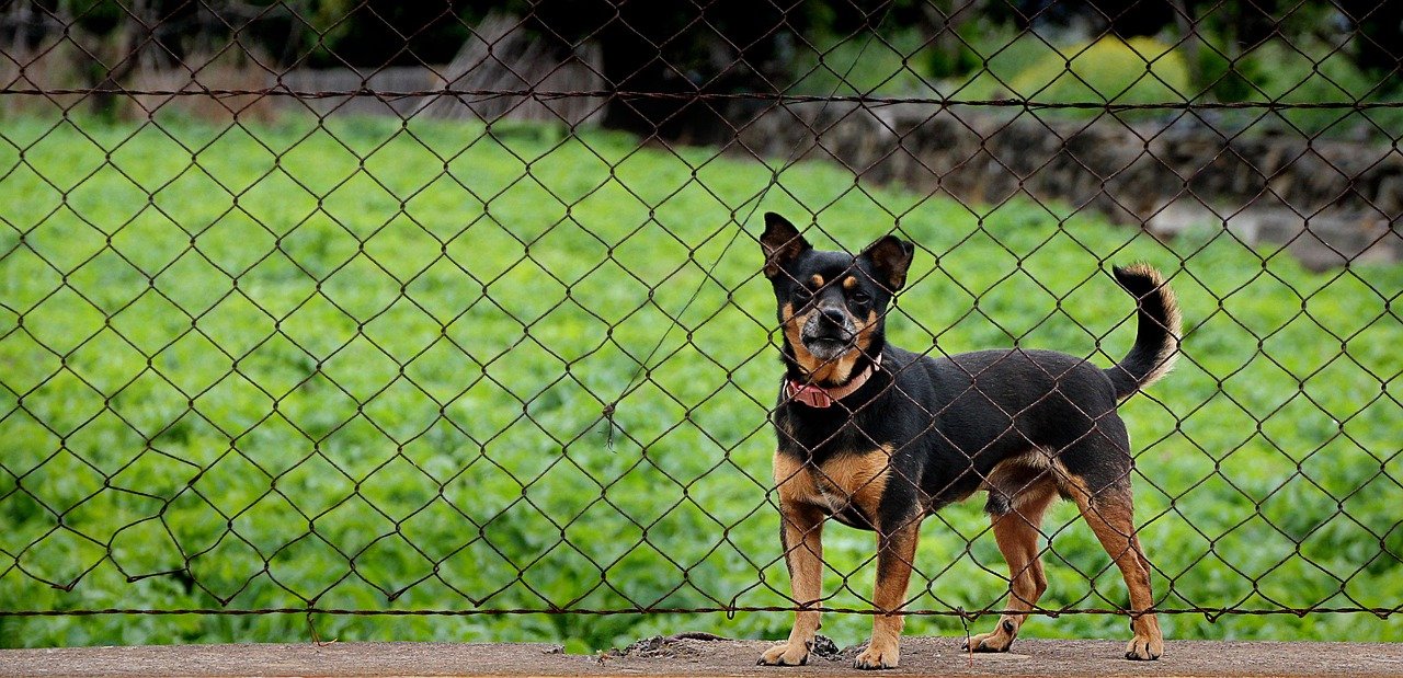 dog, locked, guard, pet, fence, animal, wire mesh, poor animal, not, wildlife, animal rescue, curious
