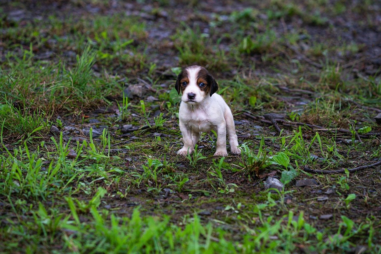 dog, lonely, wet, animal, pet, puppy, poor, nature, sad, green pets, green lonely