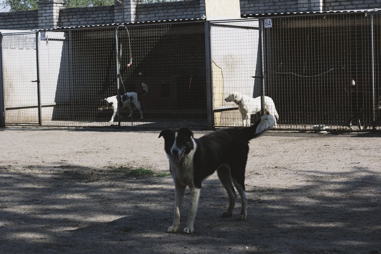 Several dogs in an outdoor kennel with shadows cast amidst the light. A mix of breeds roam freely.